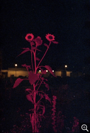 Anne-Lise SEUSSE (1980), Le Havre, jardin partagé, place Danton, prairie tournesol , 2017, photographie couleur, 110 x 75 cm. © Anne-Lise Seusse