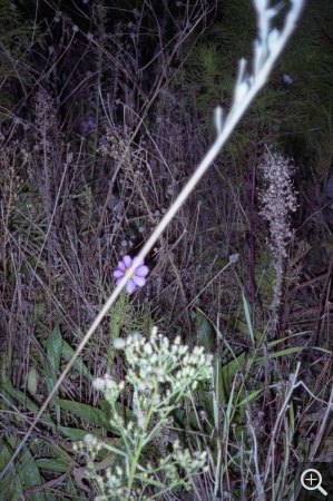 Anne-Lise SEUSSE (1980), Le Havre, jardin partagé, place Danton, prairie 3, 2016, color photography, 70 x 50 cm. © Anne-Lise Seusse