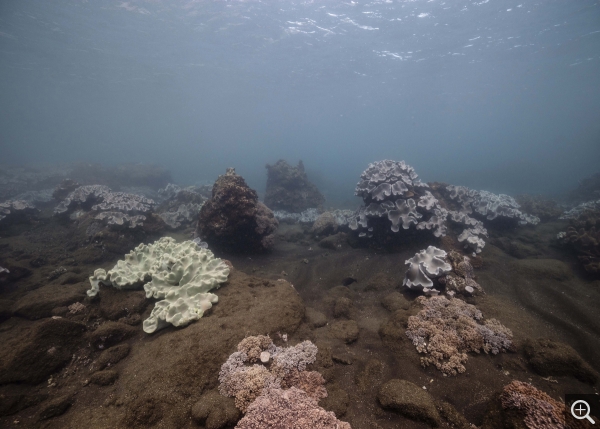 Kuroshio, corail mou, Sarcophyton sp, temp 23.7°, pH 8.00, pCO2 452 ppm, Iwotorijima, 2017, Tirage pigmentaire sur papier mat, 200 X 60 cm. Leg Japon. Courtesy de l'artiste