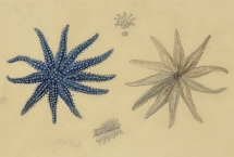 Rêve de profondeurs avec L. Calmon et F. Villard