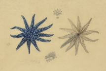 Aquarium à croquer