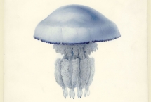 Fascinantes méduses ! 