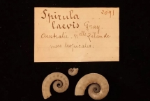 Les mystères de la nature : à la découverte de 3 espèces insaisissables