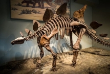 Posture et équilibre lors de la reconstitution d'un dinosaure