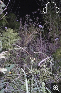 Une histoire de Valentin Savoye & Alexis Frobert. D'après une œuvre d'Anne-Lise SEUSSE, Le Havre, jardin partagé, place Danton, prairie 3, 2016