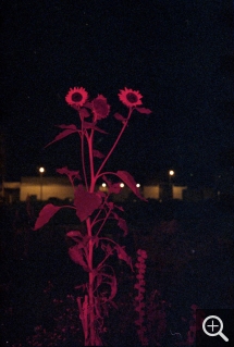 Anne-Lise SEUSSE (1980), Le Havre, jardin partagé, place Danton, prairie tournesol , 2017, photographie couleur, 110 x 75 cm. © Anne-Lise Seusse