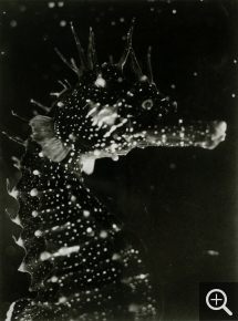 Jean PAINLEVÉ (1902-1989), Buste de l'hippocampe, 1931, gelatin silver print, 141 x 98 cm. . © Archives Jean Painlevé, Paris