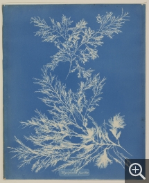 Anna ATKINS (1799-1871), Photographs of British Algae, Polysiphonia fucoides, vers 1845, , 34 x 28 cm. . © Muséum national d’histoire naturelle