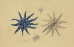 Charles-Alexandre LESUEUR (1778-1846), Etoile de mer Coscinasterias calamaria (Gray, 1840) (famille des Asteriidae), aquarelle et crayon sur papier, 30,9 x 47 cm. Muséum d’histoire naturelle du Havre