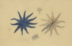 Charles-Alexandre LESUEUR (1778-1846), Etoile de mer Coscinasterias calamaria (Gray, 1840) (famille des Asteriidae), aquarelle et crayon sur papier, 30,9 x 47 cm. Muséum d’histoire naturelle du Havre Charles-Alexandre LESUEUR (1778-1846), Etoile de mer Coscinasterias calamaria (Gray, 1840) (famille des Asteriidae), aquarelle et crayon sur papier, 30,9 x 47 cm. Muséum d’histoire naturelle du Havre
