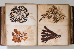 Jacqueline SALMON (1943), Alguier anonyme du XIXe siècle, Muséum d'histoire Naturelle de Toulon, 2016, épreuve pigmentaire, 40 x 60 cm. © Jacqueline Salmon Jacqueline SALMON (1943), Alguier anonyme du XIXe siècle, Muséum d'histoire Naturelle de Toulon, 2016, épreuve pigmentaire, 40 x 60 cm. © Jacqueline Salmon