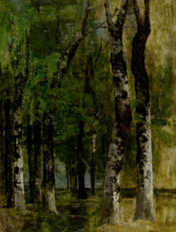 Eugène BOUDIN (1824-1898), Grands Hêtres, sous-bois, Entre 1853 et 1859, huile sur carton, 37 x 28 cm . Le Havre - Musée d'art moderne André Malraux. © Musée d'Art moderne André Malraux