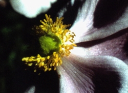 JARDIN D'ÉTÉ (Philippe Cote, 2012) / courtesy Light Cone