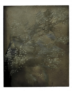 Sarah MOON, Les Mimosas, 2021, , 74 x 57 cm. ©Sarah Moon / Courtoisie Galerie Camera Obscura ©ADAGP