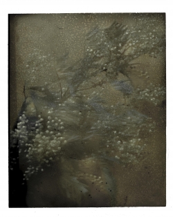 Sarah MOON, Les Mimosas, 2021, Tirage charbon couleur, 74 x 57 cm. ©Sarah Moon / Courtoisie Galerie Camera Obscura ©ADAGP Sarah MOON, Les Mimosas, 2021, Tirage charbon couleur, 74 x 57 cm. ©Sarah Moon / Courtoisie Galerie Camera Obscura ©ADAGP